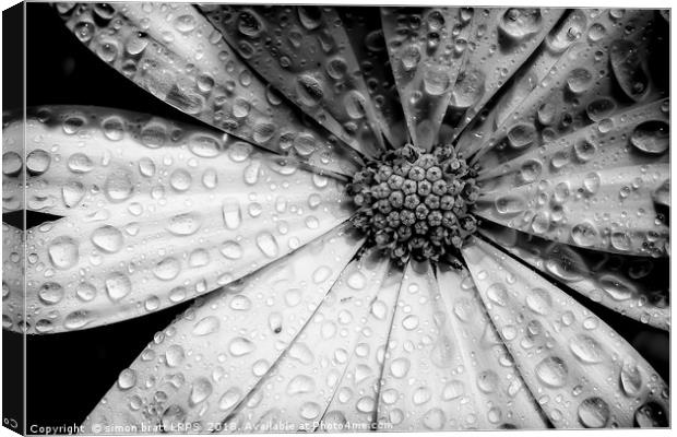 Osteospermum petals black and white with water Canvas Print by Simon Bratt LRPS