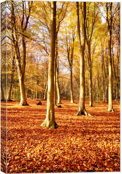 Forest beech trees in autumn fall Canvas Print by Simon Bratt LRPS