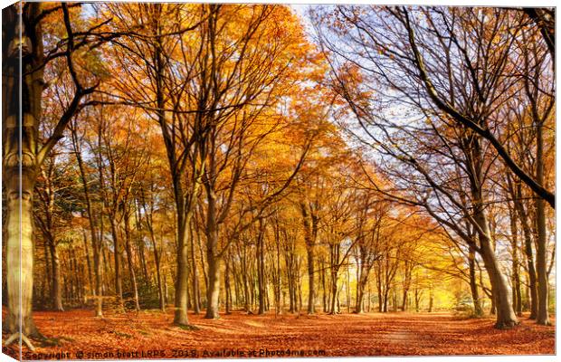 Ancient woodland in full autumn fall colors Canvas Print by Simon Bratt LRPS