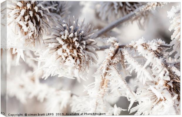 Winter frost on a garden thistle close up Canvas Print by Simon Bratt LRPS