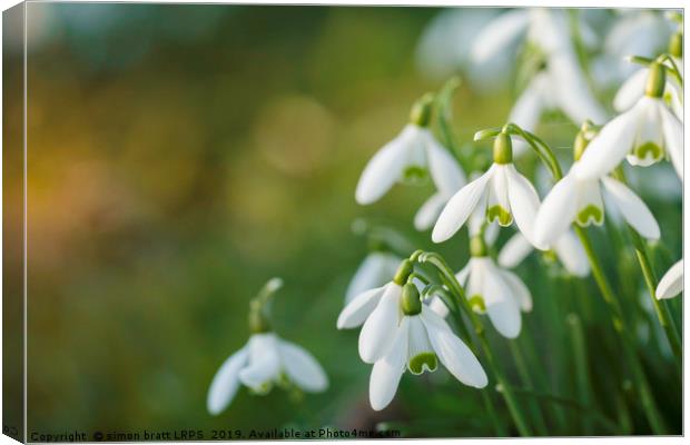 Snowdrop flowers with blurred copy space Canvas Print by Simon Bratt LRPS