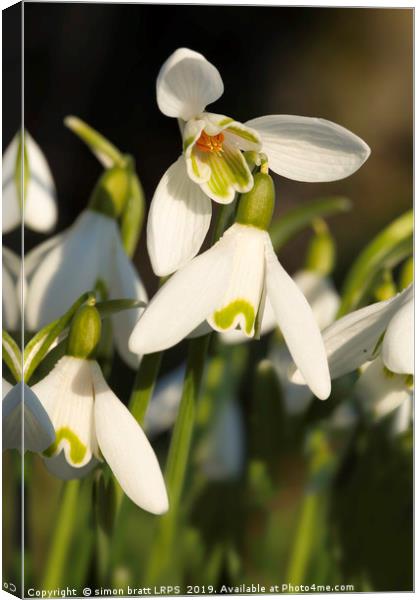 Snowdrop close up with underneath view Canvas Print by Simon Bratt LRPS