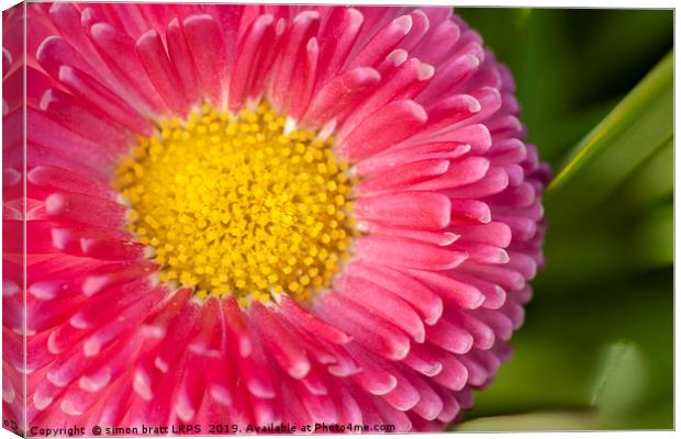 Pink Bellis daisy close up Canvas Print by Simon Bratt LRPS