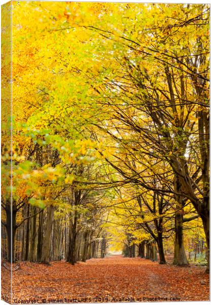 Avenue of autumn trees with golden leaves Canvas Print by Simon Bratt LRPS