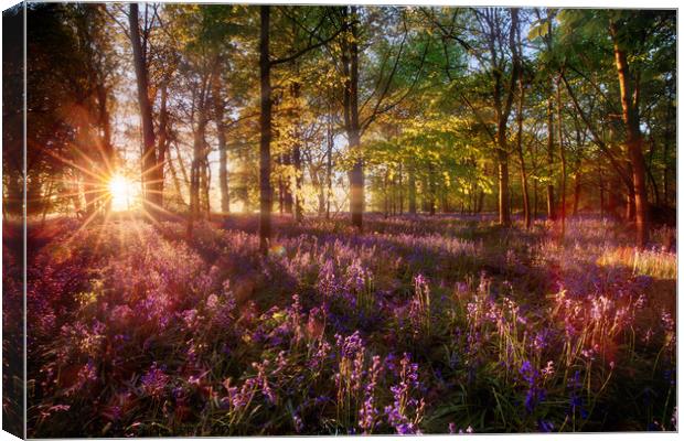 Dawn light shines through bluebell forest Canvas Print by Simon Bratt LRPS