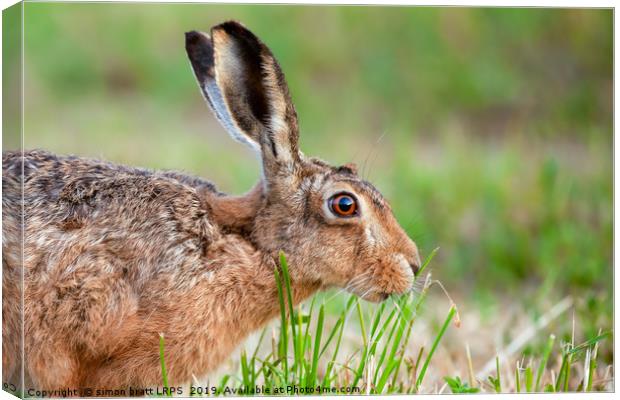 Wild hare close up eating grass in UK Canvas Print by Simon Bratt LRPS