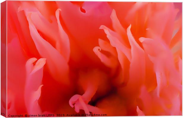Red Paeonia flower head super close up Canvas Print by Simon Bratt LRPS