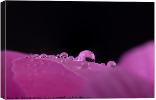 Macro water droplets on a flower petal  Canvas Print by Simon Bratt LRPS