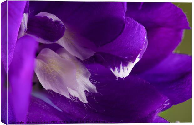 Purple Delphinium flower super macro close up Canvas Print by Simon Bratt LRPS