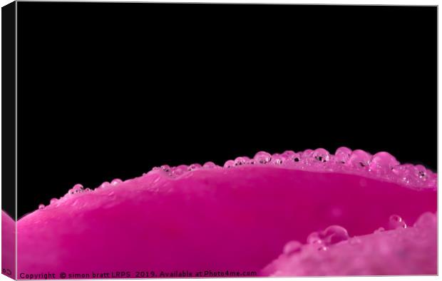 Close up water drops on flower petal Canvas Print by Simon Bratt LRPS