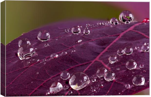 Cotinus leaf macro with water droplets beeding mac Canvas Print by Simon Bratt LRPS