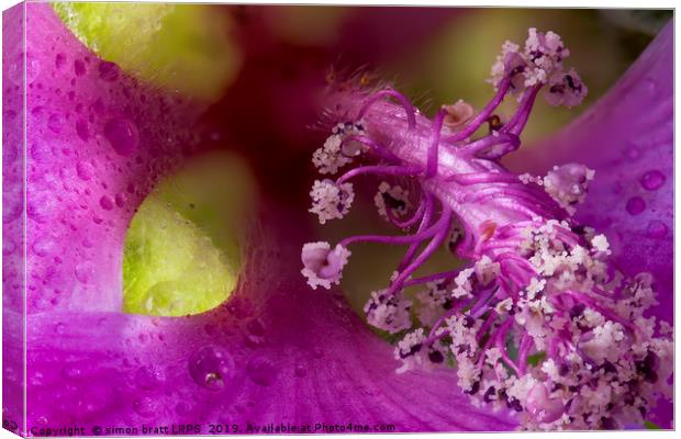 Lavatera macro flower head with stamen Canvas Print by Simon Bratt LRPS