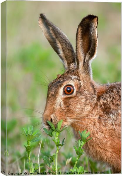 Wild brown hare close up eating Canvas Print by Simon Bratt LRPS