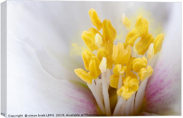 Philadelphus flower extreme close up with pollen Canvas Print by Simon Bratt LRPS