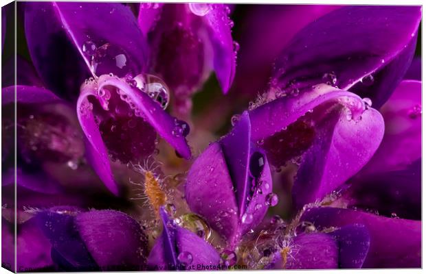 Beautiful Purple Lupin flower close up with waterd Canvas Print by Simon Bratt LRPS