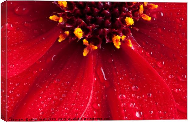 Red Dahlia flower close up with water drops Canvas Print by Simon Bratt LRPS