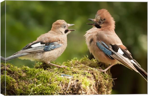 Jay bird parent with young close up Canvas Print by Simon Bratt LRPS