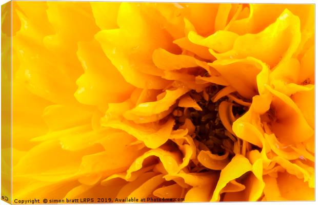 Macro coreopsis yellow flower head Canvas Print by Simon Bratt LRPS