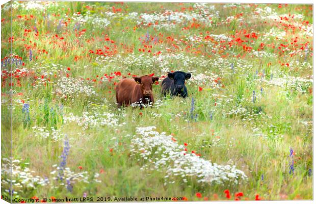 Two cows in wild flower meadow Canvas Print by Simon Bratt LRPS