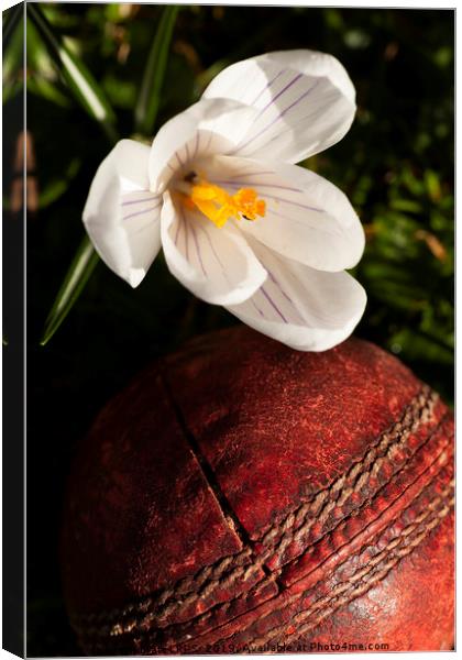 Old cricket ball under crocus flower Canvas Print by Simon Bratt LRPS