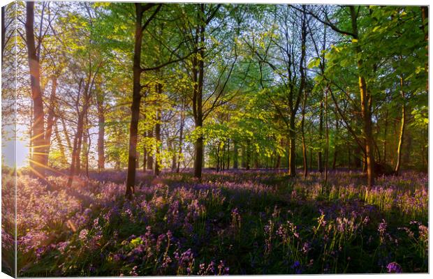 Stunning bluebells woodland at sunrise Canvas Print by Simon Bratt LRPS