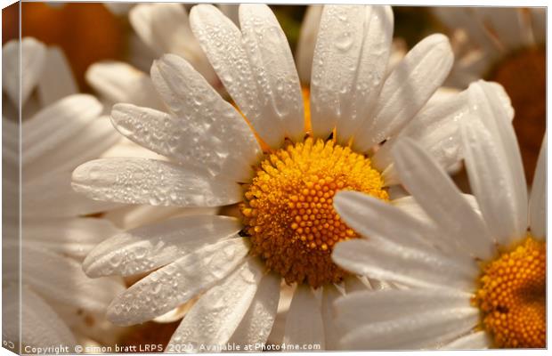 Oxeye wild daisys close up with morning dew drops Canvas Print by Simon Bratt LRPS