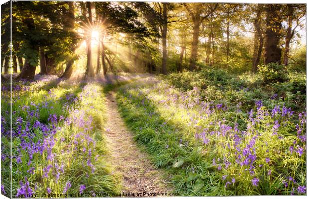 Sunrise over bluebell covered woodland in North No Canvas Print by Simon Bratt LRPS