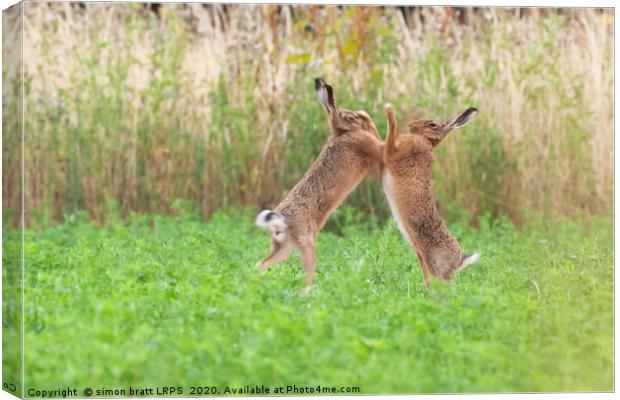 Boxing hares close up in crop field Canvas Print by Simon Bratt LRPS