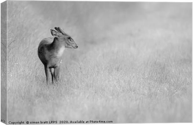 Muntjac deer portrait in black and white Canvas Print by Simon Bratt LRPS