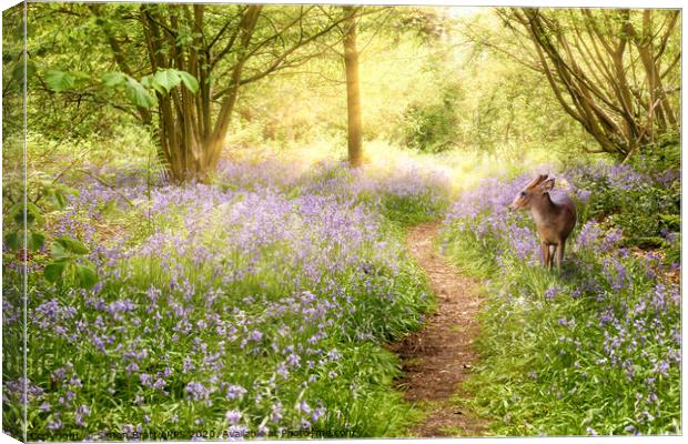 Little deer in bluebell woodland Canvas Print by Simon Bratt LRPS