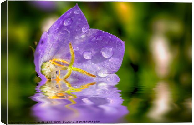 Campanula purple flower in water Canvas Print by Simon Bratt LRPS