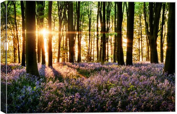 Bluebells blooming in the forest Canvas Print by Simon Bratt LRPS