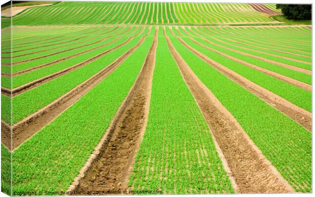 Farmland furrows with green vegetables growing in perspective Canvas Print by Simon Bratt LRPS