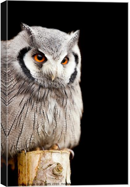 Owl on a post Canvas Print by Simon Bratt LRPS