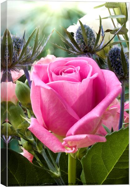 English pink rose close up in flower garden  Canvas Print by Simon Bratt LRPS