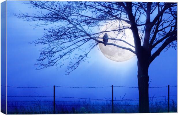 Bird hunting by blue moon light Canvas Print by Simon Bratt LRPS