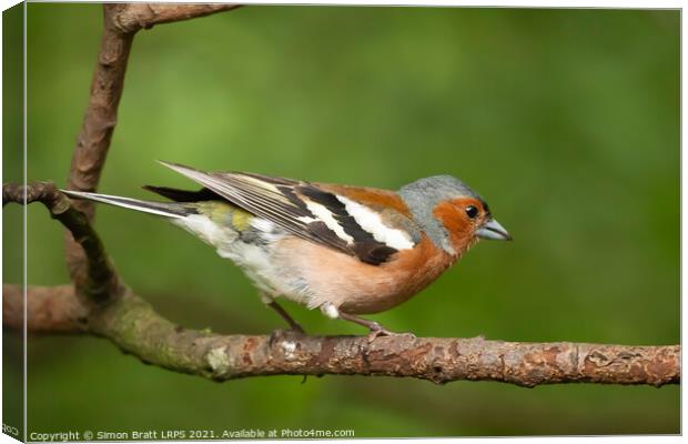 Male Chaffinch bird close up on a branch Canvas Print by Simon Bratt LRPS