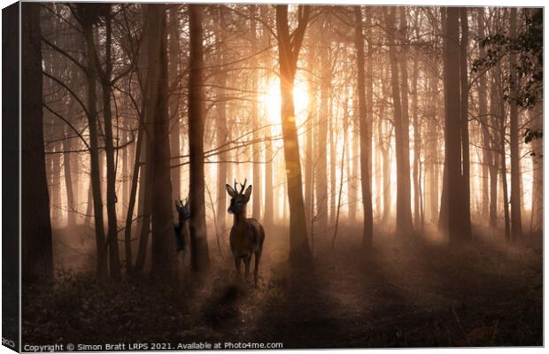 Deer in woods at sunrise in Norfolk England Canvas Print by Simon Bratt LRPS