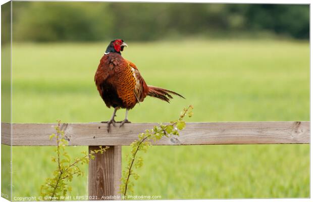 Wild pheasant male bird sat on a wooden fence in N Canvas Print by Simon Bratt LRPS