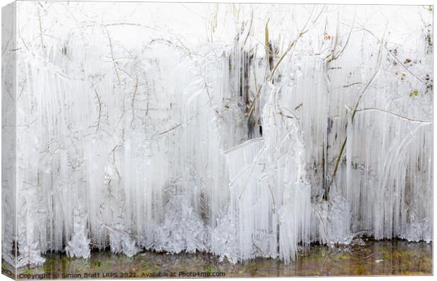 Frozen icicles covering large trees in Norfolk Canvas Print by Simon Bratt LRPS