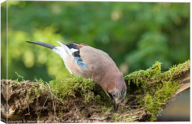 Colourful Jay bird feeding from a moss covered log Canvas Print by Simon Bratt LRPS