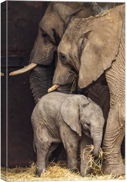 Elephant Family Canvas Print by Ernie Jordan