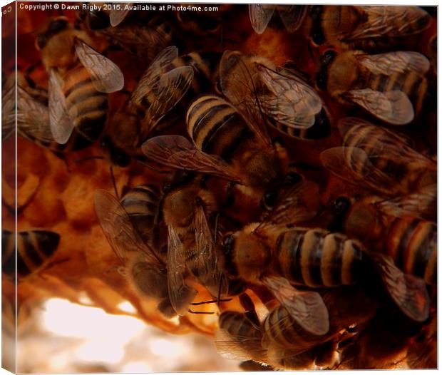  Honey Bees on comb. Canvas Print by Dawn Rigby
