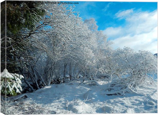  Snow in Puiteachan, Glen Loy, Highlands Canvas Print by Dawn Rigby