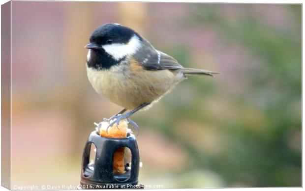 The Great Tit (Parus major) Canvas Print by Dawn Rigby
