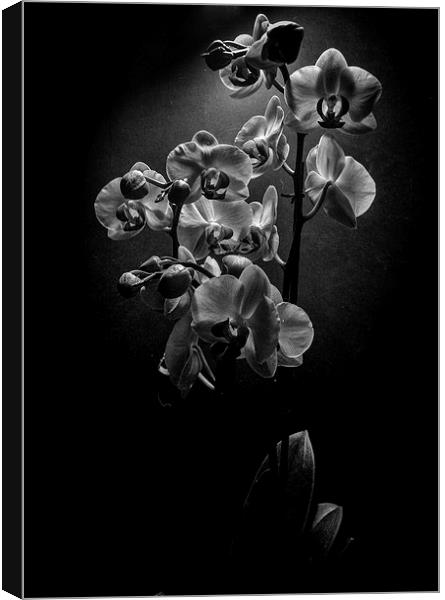  Orchids Canvas Print by Ashley Cottle