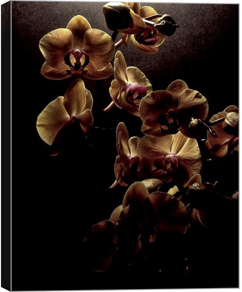  Orchids Canvas Print by Ashley Cottle