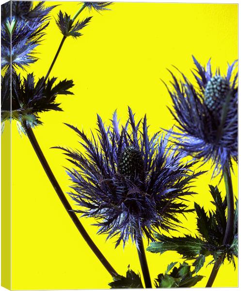  Blue thistles on Yellow Canvas Print by Ashley Cottle