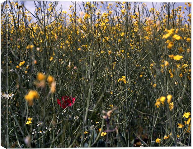 Poppy in field of rapeseed Canvas Print by Ashley Cottle