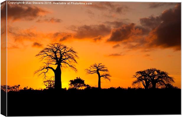  Baobab Sunset Canvas Print by Max Stevens